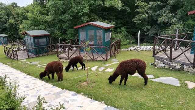 Cinsel dolandırıcılık! Sahte cinsel uyarıcı ilaçlarla dolandırdı kendine çiftlik kurdu - Resim: 0