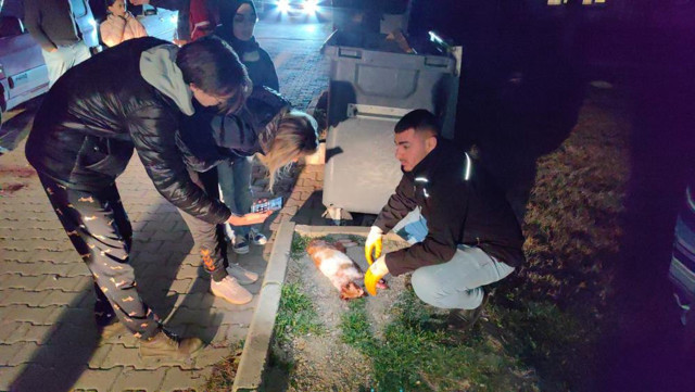 Komşuları haber verdi gözyaşlarına boğuldu! 6 ayda 6 kedisi öldürüldü - Resim: 1