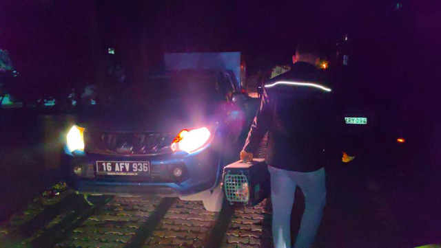 Komşuları haber verdi gözyaşlarına boğuldu! 6 ayda 6 kedisi öldürüldü - Resim: 2