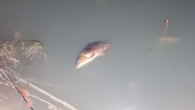 Yasak olmasına rağmen elektroşokla balık avladılar! - Resim: 1