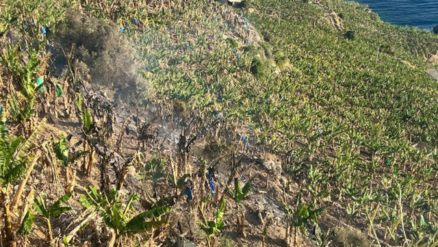 Antalya'da ormanlık alan ve muz bahçesinde yangın çıktı - Resim: 0