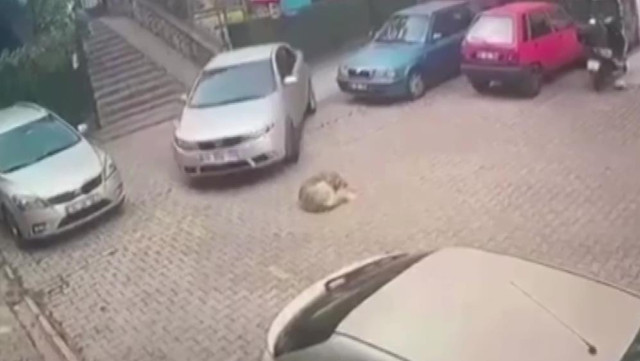 İstanbul tepki çeken görüntü: Yerde yatan köpeği otomobiliyle ezerek telef etti! - Resim: 0