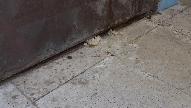 3 gündür mahsur kalan kedi kurtarılmayı bekliyor: Annesi garaj kapısında nöbet tutuyor - Resim: 4