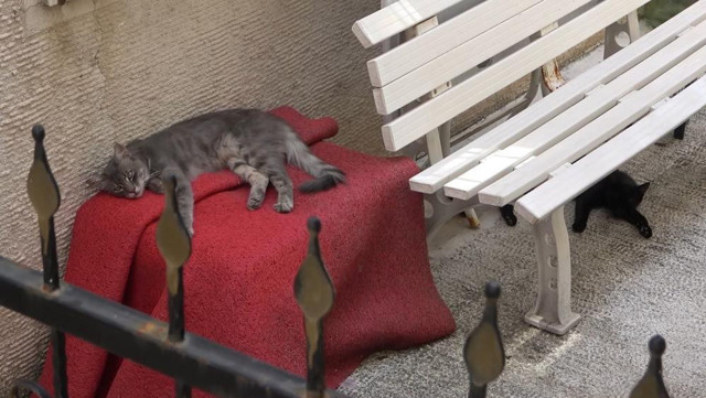 3 gündür mahsur kalan kedi kurtarılmayı bekliyor: Annesi garaj kapısında nöbet tutuyor - Resim: 2