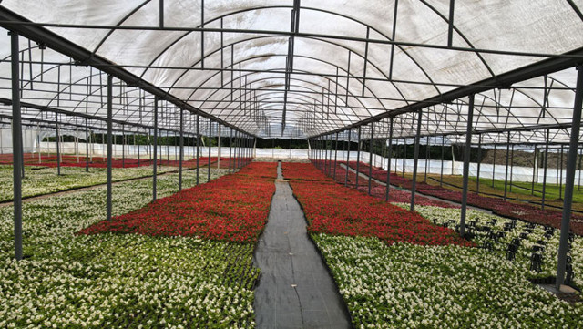 Çiftçi üretiyor, Bursa çiçek açıyor - Resim: 1