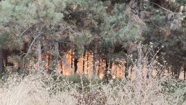 İstanbul'da orman yangını çıktı! Çok sayıda ekip bölgeye gönderildi - Resim: 0