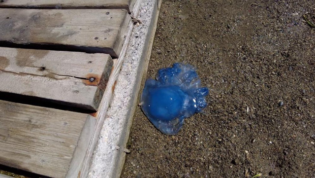 İzmir Foça'da turizmi denizanası vurdu, plajlar boş kaldı! - Resim: 0