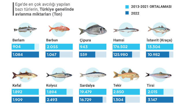 Ege Denizi'ndeki ekonomik balık türleri tehdit altında! - Resim: 0