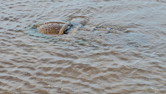Denizde görülen obje ekipleri harekete geçirdi - Resim: 0