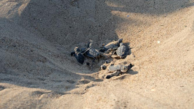 Bu yıl en yüksek yavru oranına ulaşıldı! 169 bin 972 kaplumbağa denize kavuştu - Resim: 0