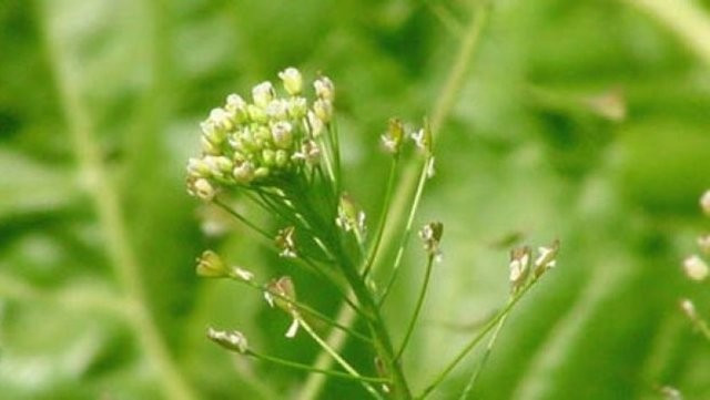 Burçlara göre şifalı bitkiler de varmış! Buyrun... - Resim: 2