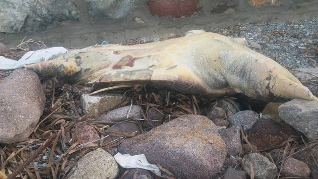 Bodrum'da üzücü manzara! Görünce şoka girdi - Resim: 1