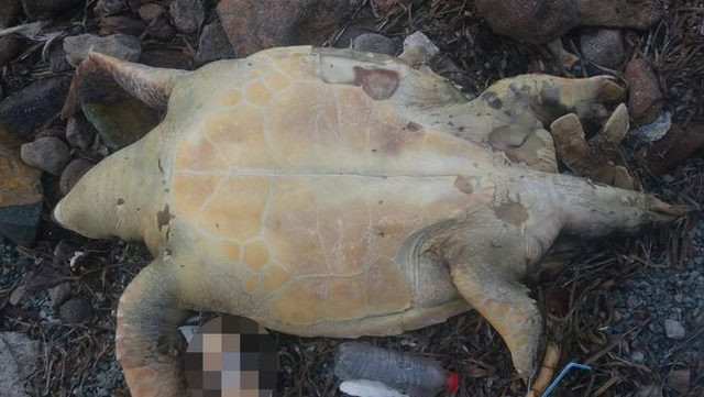 Bodrum'da üzücü manzara! Görünce şoka girdi - Resim: 2