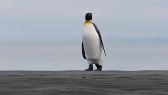 Saadet Partisi'nin 'Penguenli' reklamı olay oldu Karamollaoğlu'nun yorumuna bakın - Resim: 3