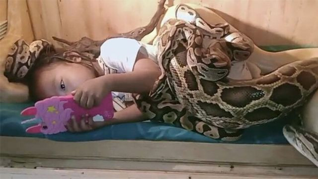 Sosyal medyada olay oldu! Devasa yılanlar Endonezya'da küçük kızın bedenini böyle sardı - Resim: 1