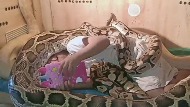 Sosyal medyada olay oldu! Devasa yılanlar Endonezya'da küçük kızın bedenini böyle sardı - Resim: 2