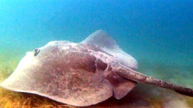 Rekortmen dalgıç Çanakkale'de 3 metre boyundaki zehirli vatozla burun buruna geldi - Resim: 4