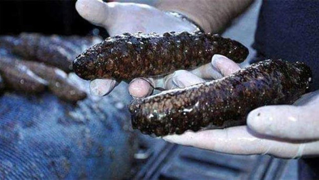 Deniz patlıcanı nedir yenir mi kaç para- deniz hıyarı toplamak yasak mı? - Resim: 1