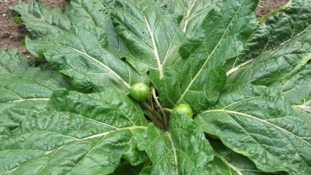 Güzel avrat otu bitkisi nedir zehirli mi ıspanaktan nasıl ayırt edilir? - Resim: 1