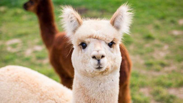 O hayvanda bulunan antikor koronavirüsü engelliyor! Önemli araştırma - Resim: 0