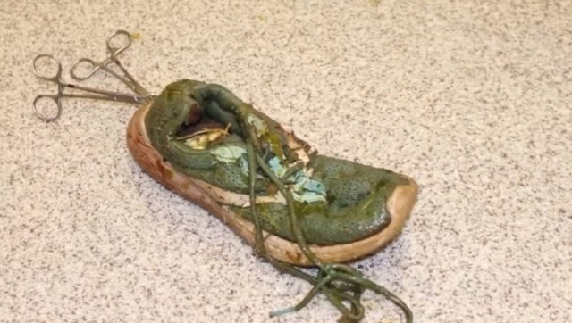 ABD’de dev timsah yutmuştu 2 ay sonra güçlükle çıkardılar - Resim: 1