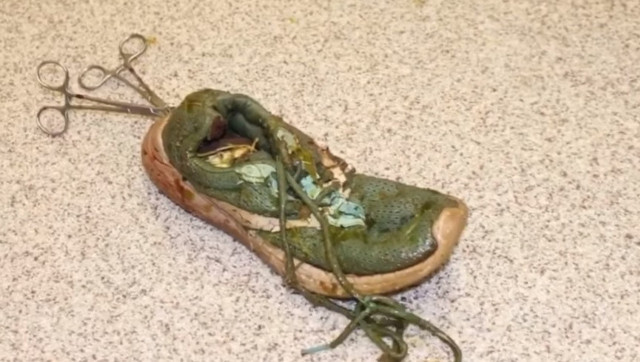 ABD'de dev timsahın yuttuğu ayakkabı bin bir zorlukla çıkarıldı - Resim: 0