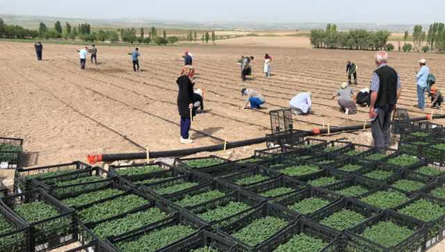 Ankara Büyükşehir Belediyesi tarıma başladı! İhtiyaç sahiplerine ücretsiz ulaştırılacak - Resim: 0