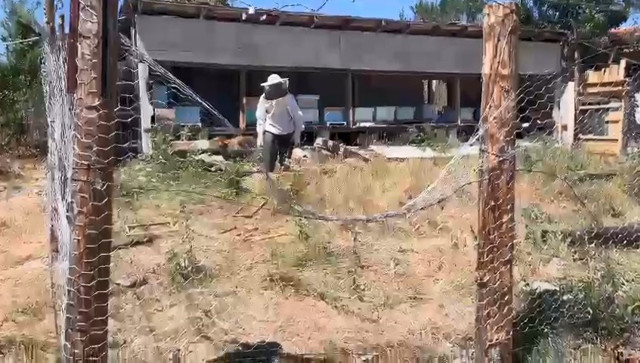 Tel örgülü önlem ayıları durduramadı: Korumaya çalıştığı arıları telef oldu - Resim: 0