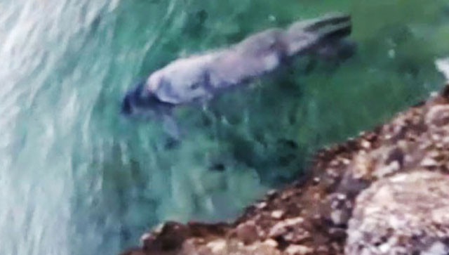 Dünyada sadece 4 yerde yaşıyor! Görenler hemen telefona sarıldı - Resim: 1