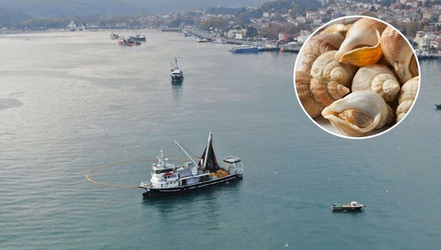 Onlarca gemi deniz salyangozu avı için İstanbul Boğazı'na akın etti - Resim: 0