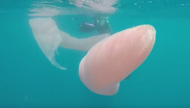 Denizde 8 metrelik gizemli dev canlı! Dalgıçlar gözlerine inanamadı - Resim: 3