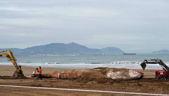 Bu kadar büyüğü daha önce görülmemişti! Ekskavatör yardımıyla kaldırılabildi - Resim: 2