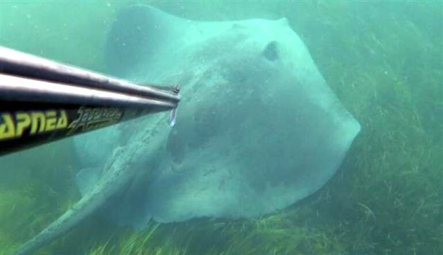 Rekortmen dalgıç Çanakkale'de 3 metre boyundaki zehirli vatozla burun buruna geldi - Resim: 1