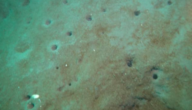 Kabus geri mi dönüyor? Kritik müsilaj açıklaması denizin dibi yorgan gibi - Resim: 0