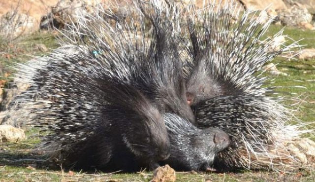 Türkiye’nin dev projesini bir kirpi durdurdu! Bakan açıkladı - Resim: 4