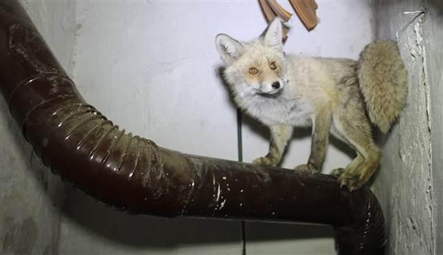 Eve giren tilki dördüz doğurdu - Resim: 1