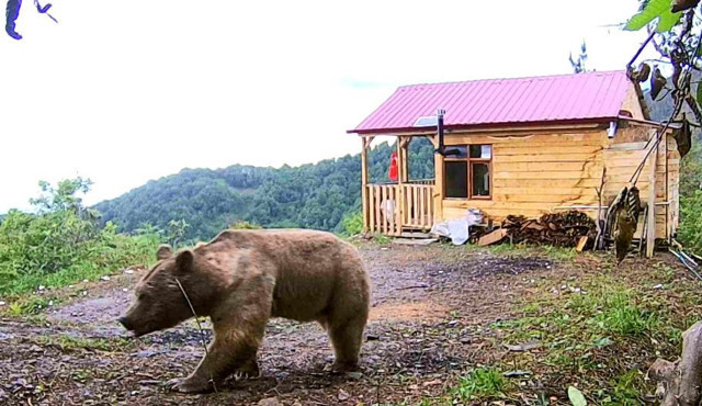 Artvin'de hırsızlardan şüphelendi, fotokapan görüntülerini izleyince şok oldu - Resim: 0