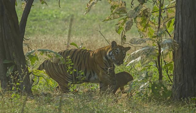 Kaplan yavru geyiği yakaladı sonrası beklediğinizden çok başka - Resim: 4