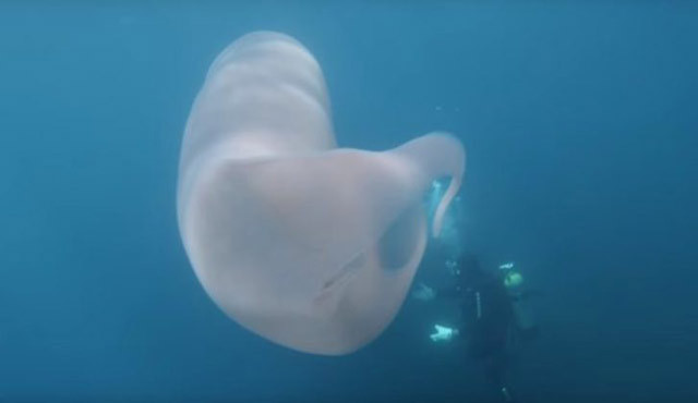 Denizde 8 metrelik gizemli dev canlı! Dalgıçlar gözlerine inanamadı - Resim: 2