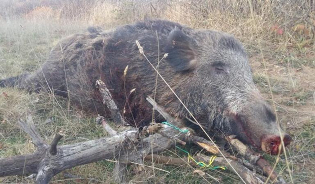 270 kilogram ağırlığında yaban domuzu vurdu - Resim: 1