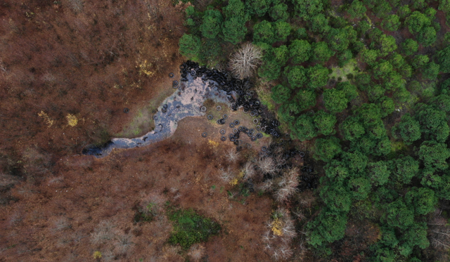 Şile'de orman katliamı! Yüzlerce otomobil lastiği bırakıldı - Resim: 0