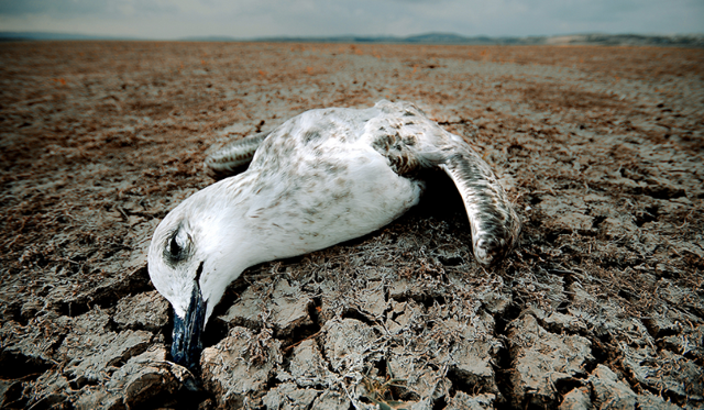 Prof. Dr.  Kırpık'tan koronavirüs açıklaması: Esas çıkış noktası iklim değişikliği - Resim: 0