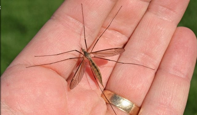 Sivrisinek neden sizi ısırıyor? İşte cevabı - Resim: 4