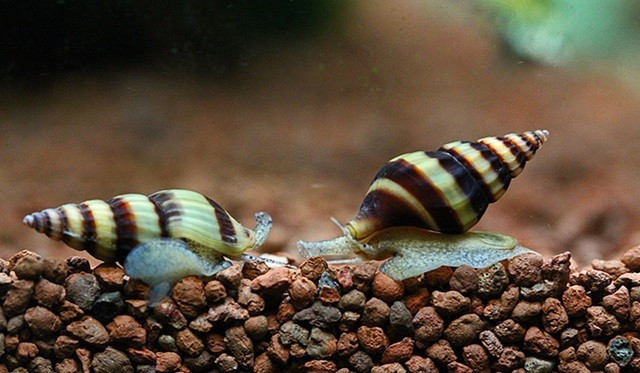 Türkiye'de ilk kez görüldü profesör neye uğradığın şaşırdı - Resim: 2