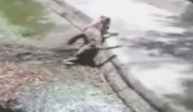 Genç adam kaplanın yuvasına girdi sonrası büyük vahşet - Resim: 4