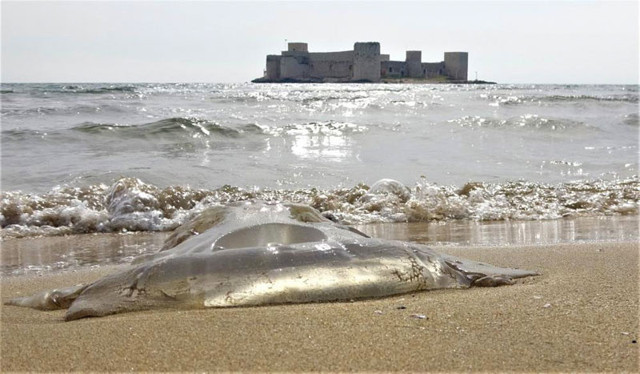 Balıkçıların kabusuydu şimdi Mersin sahilinde görüldü - Resim: 0
