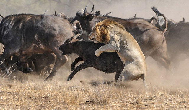 Uçan Pitbullu görenler şaştı kaldı bir anda saldırdı ama... - Resim: 4