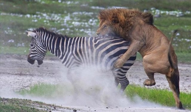 Bu kez hedef başka! Aslanlar birbirlerine saldırdı ve... - Resim: 1