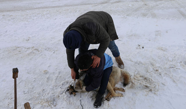 Köylüler yakaladı kaymakam devreye girdi! Korkutan görüntü - Resim: 3