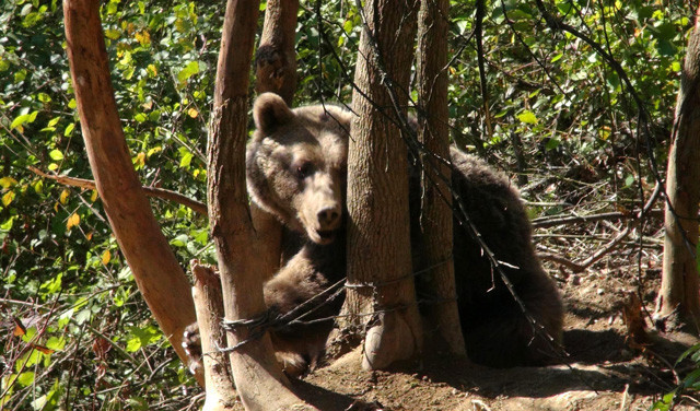 Aç kalınca köye indi başına gelmeyen kalmadı - Resim: 1
